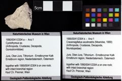 Foto (Objket + Etiketten) von Cracensigillatus acutirostris (Moericke, 1889) 